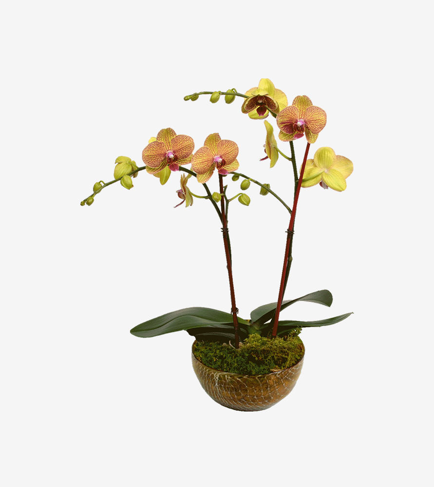 Suspendisse eget Suspendisse eget