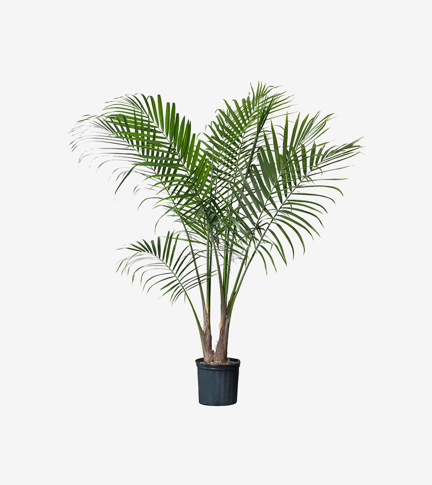 Suspendisse eget Suspendisse eget