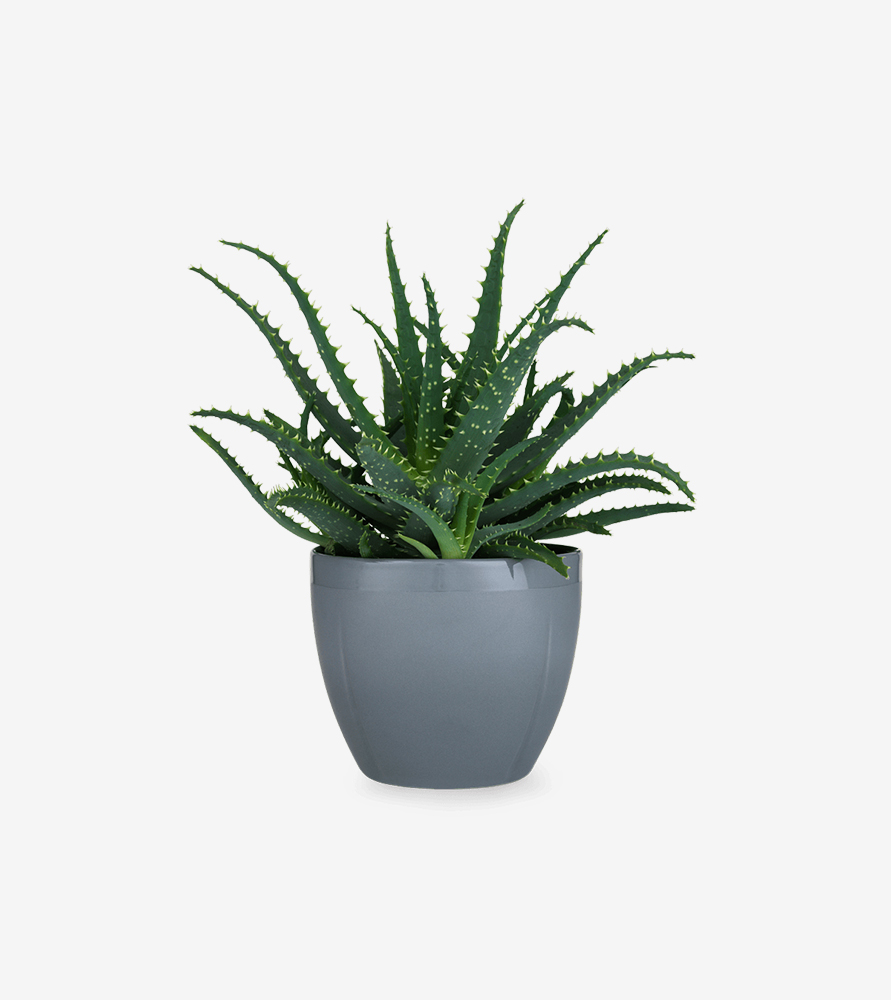 Aenean sodales Aenean sodales