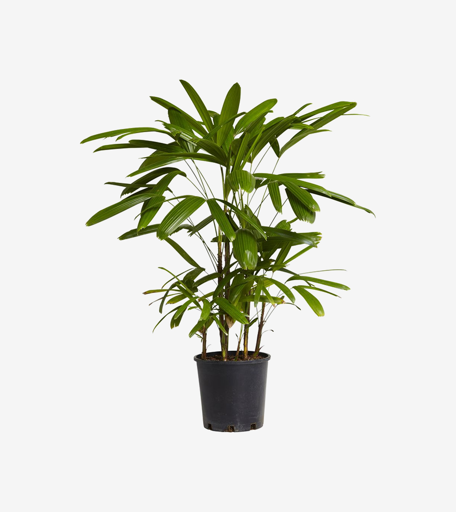 sapien tempor sapien tempor