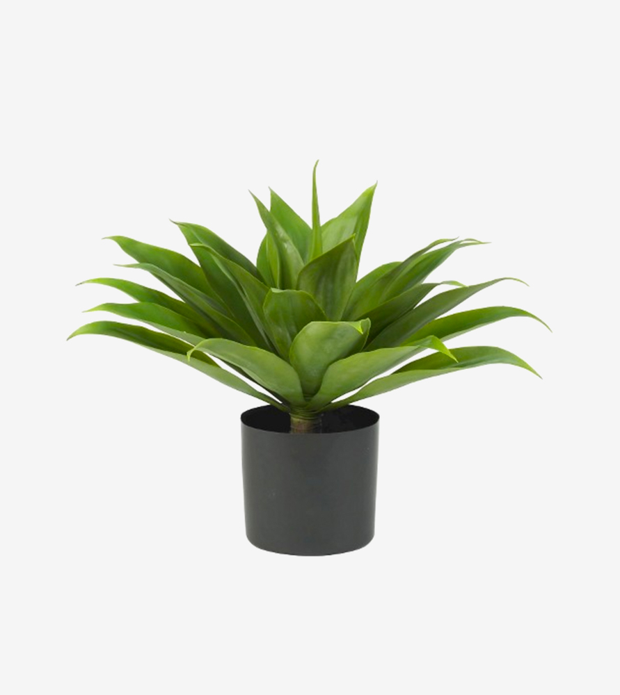 Maecenas in nulla Maecenas in nulla