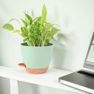 Self-watering plastic round flower pot